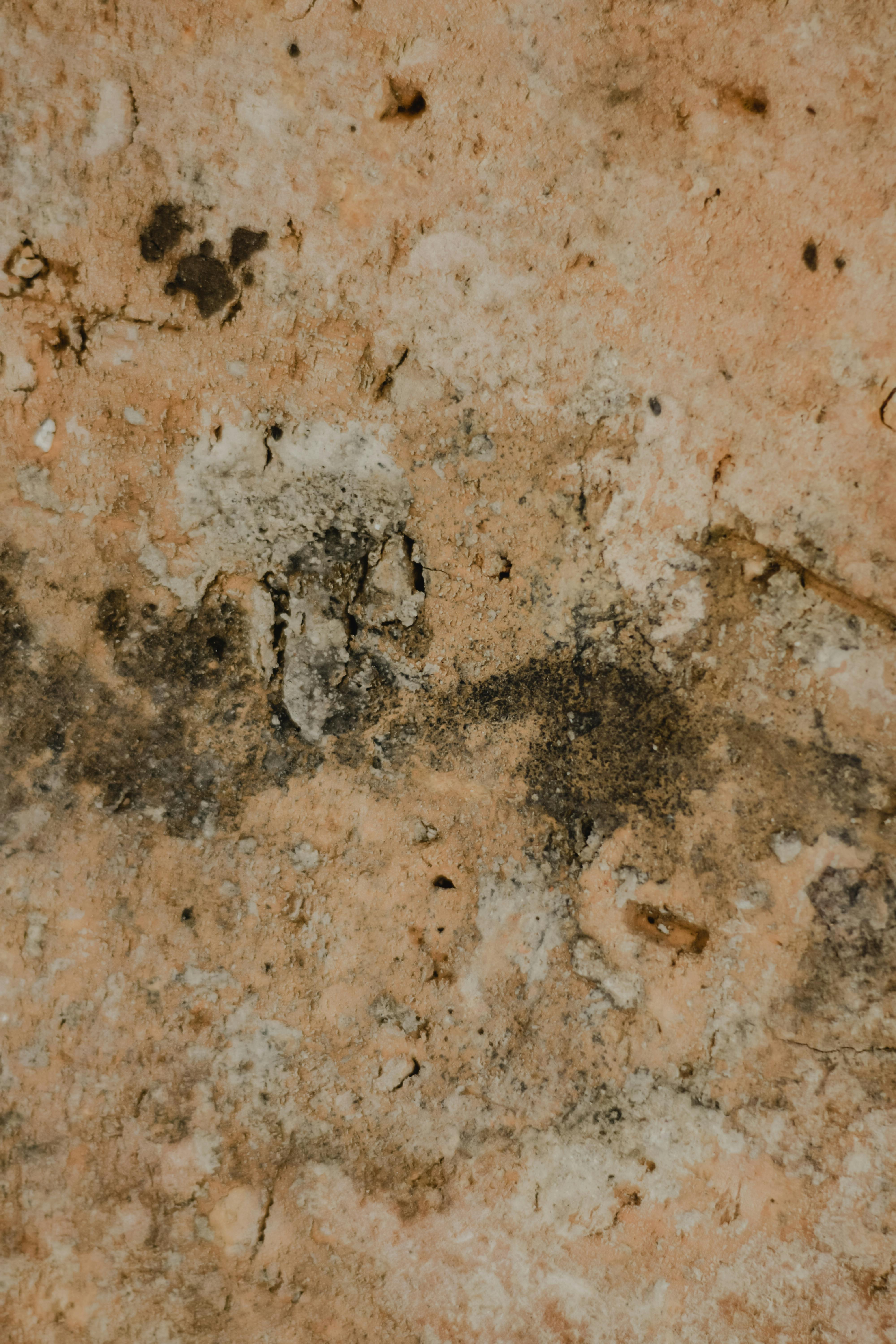 Mold on wall example